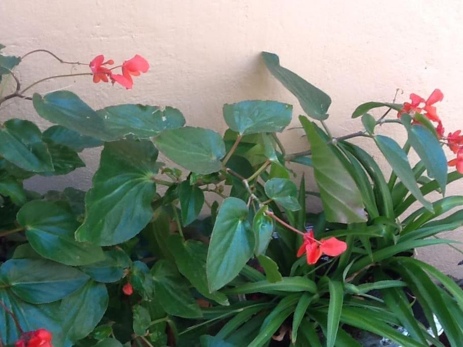 House Very Well Located In The Centro Histrico On A Calm Street *